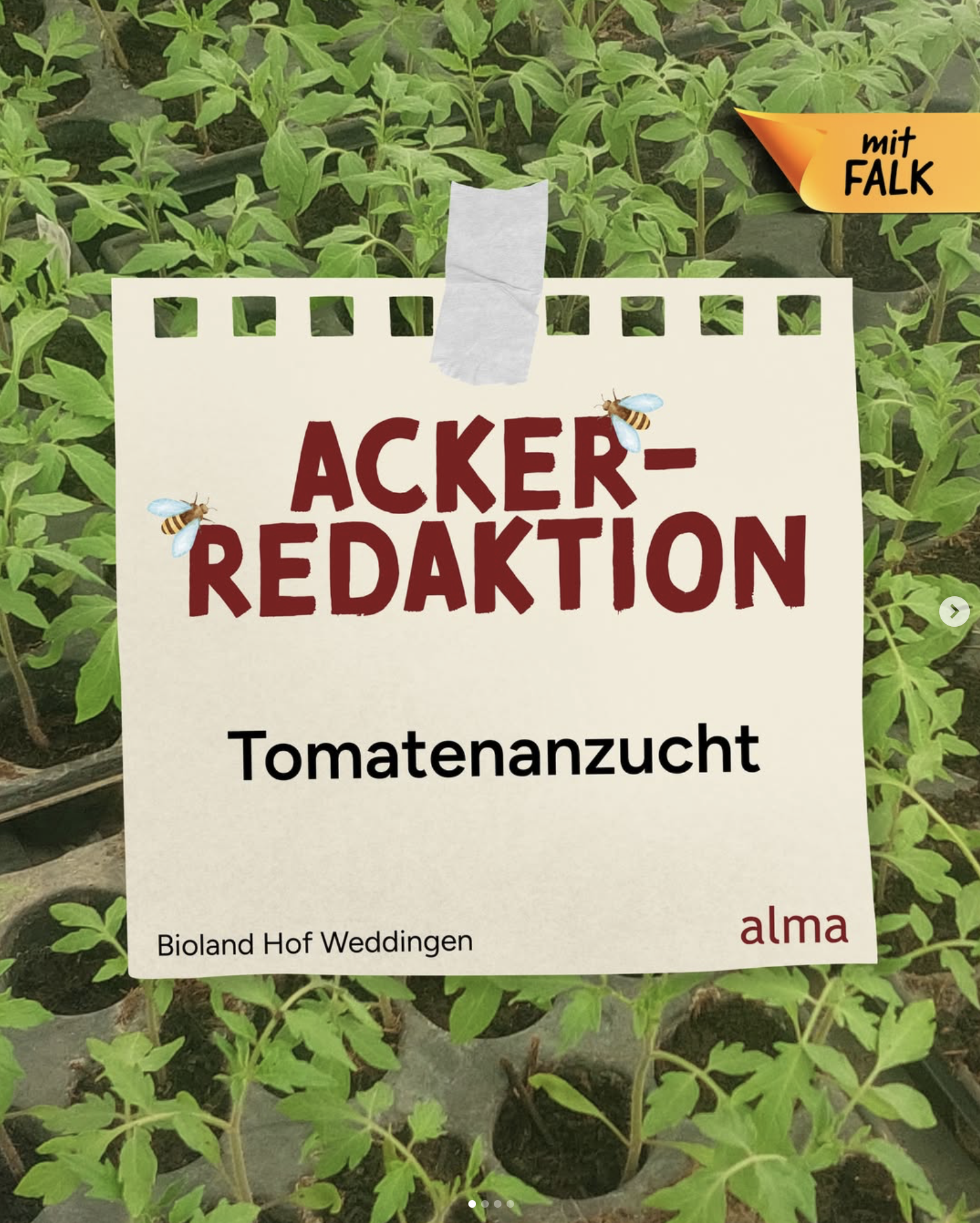 Die Tomatensaison hat begonnen 🍅