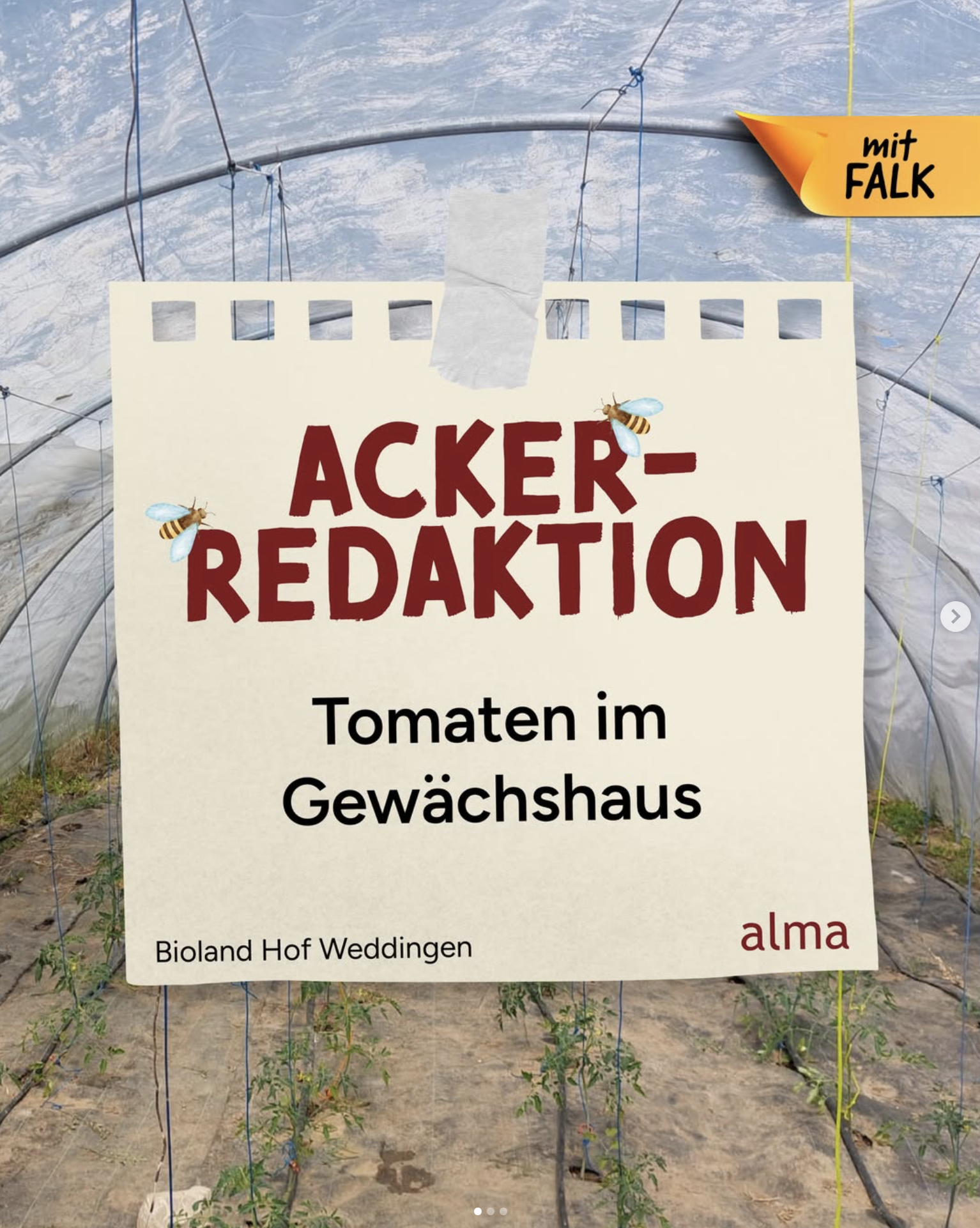 Tomaten im Gewächshaus